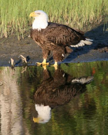 Eagle Reflection
