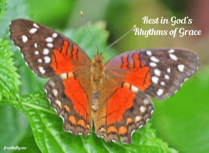 butterfly-rhythms-of-grace