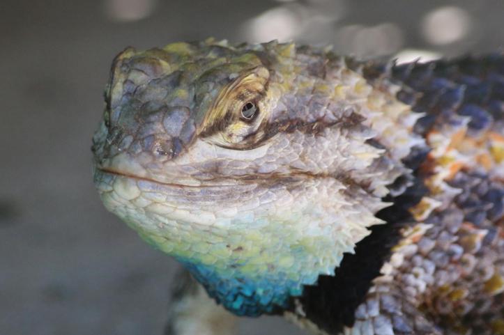 desert spiny lizard 1
