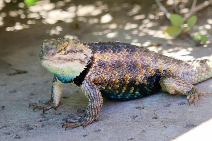 desert spiny lizard 2