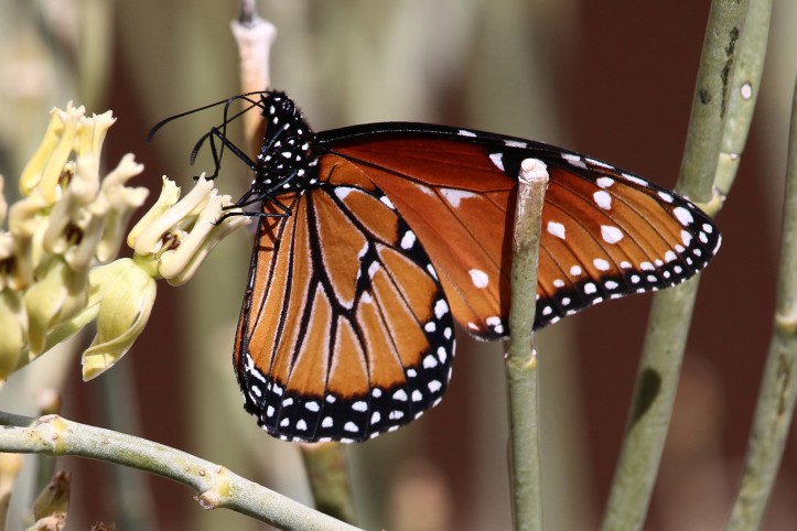 monarch-butterfly-1-john